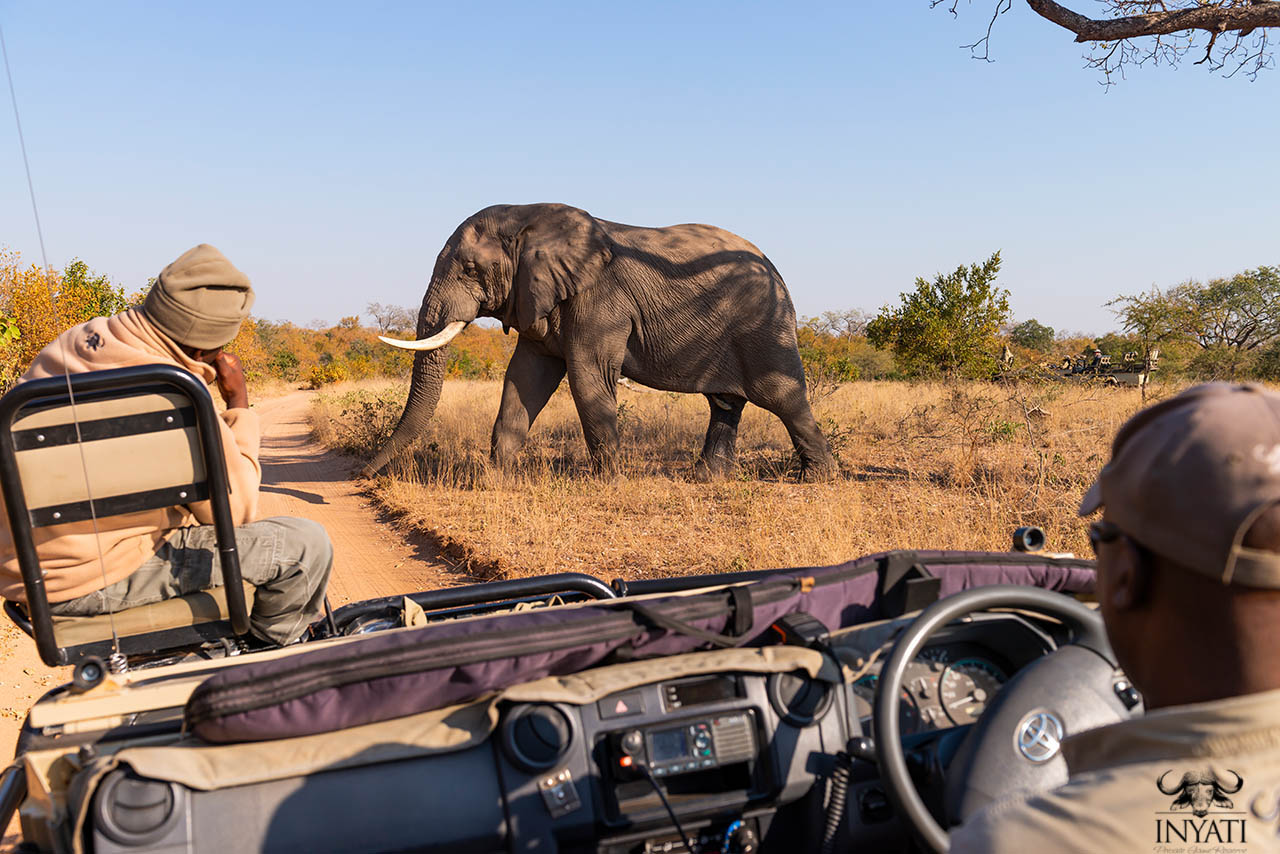 Inyati Game Drive