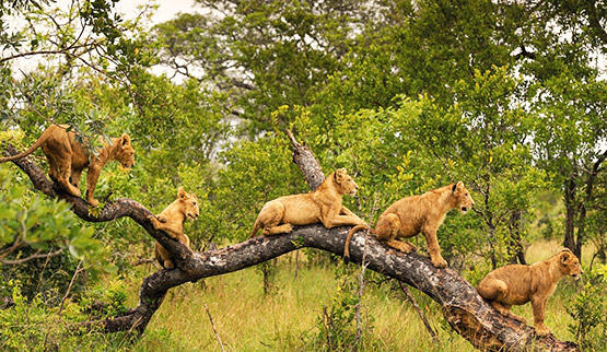 Singita lions